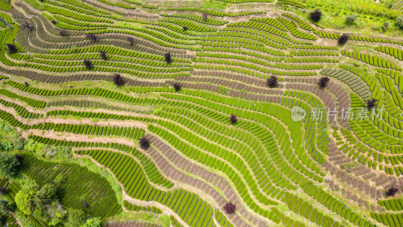 大自然茶园茶叶茶山美景景色航拍