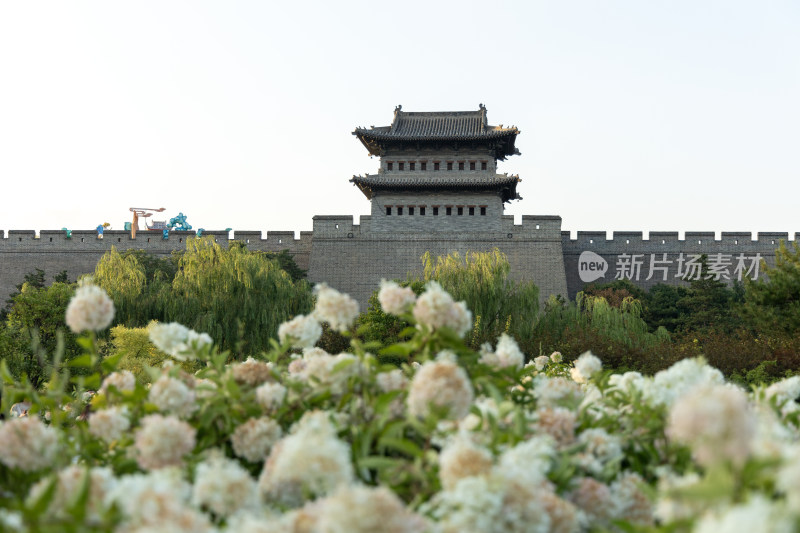 山西大同古城墙景区盛开的绣球花海