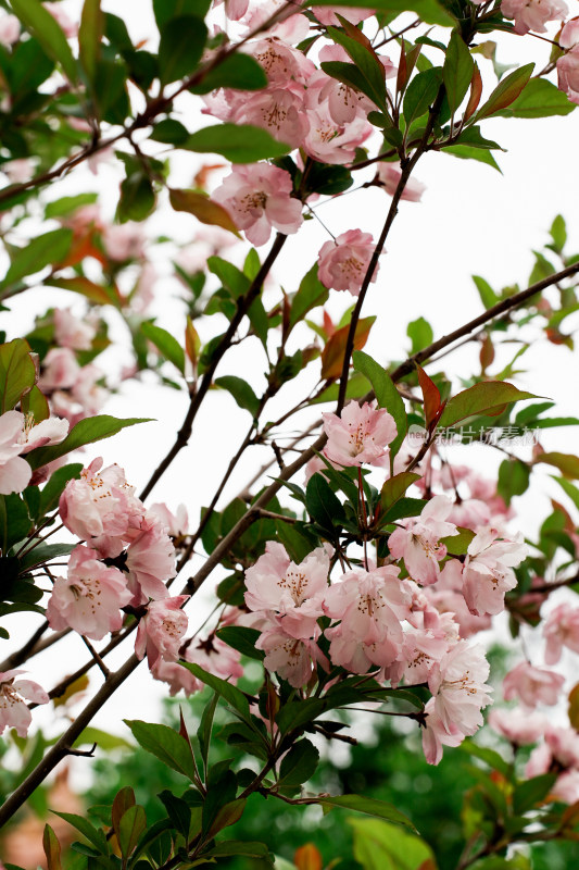 北京北海公园樱花