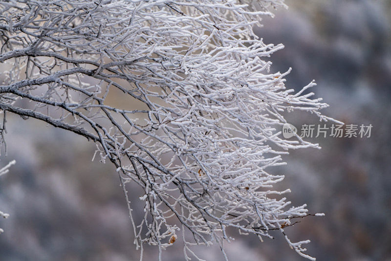 被冰雪覆盖的树枝景象雾凇