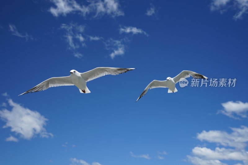 蓝天中飞翔的两只海鸥