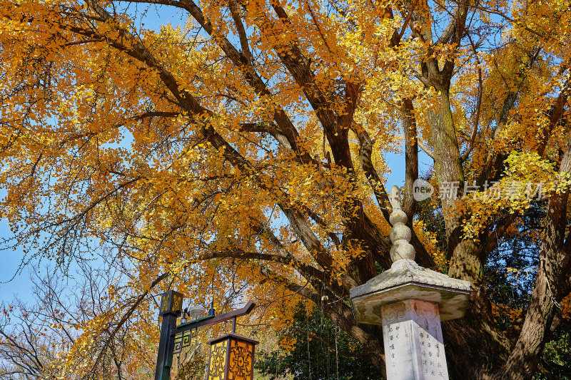 南京栖霞山栖霞寺秋色