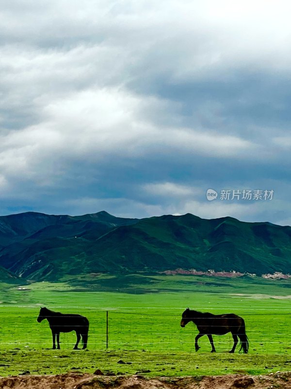 草原上的马在乌云笼罩下的山脉前踱步