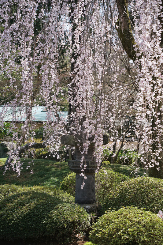 日本，川越喜多院，日式建筑与垂枝樱