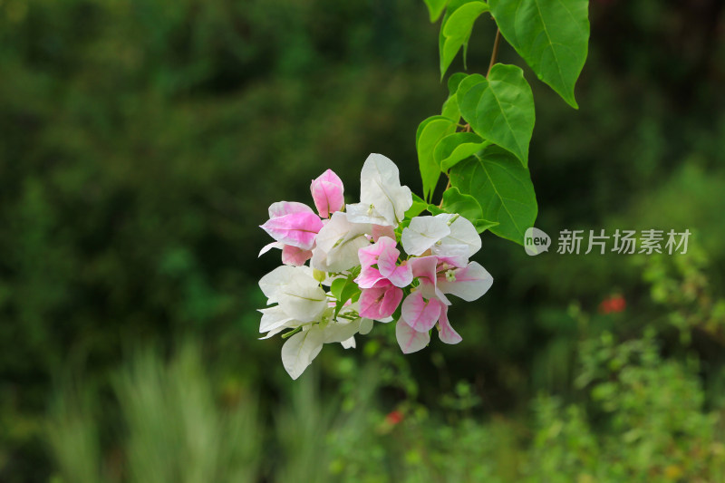 白色的三角梅叶子花背景