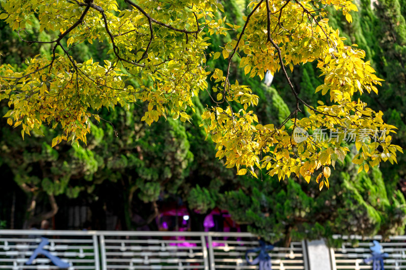 秋日暖阳下的金色树叶