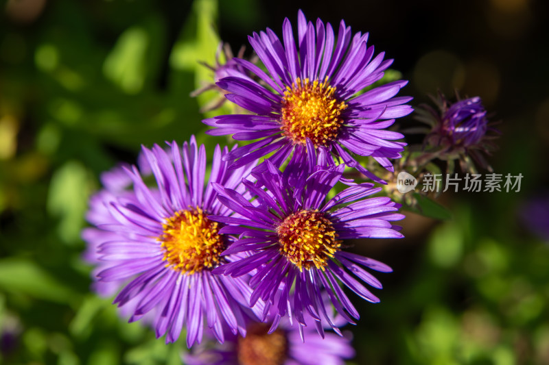 紫菀鲜花特写紫色菊花盛开