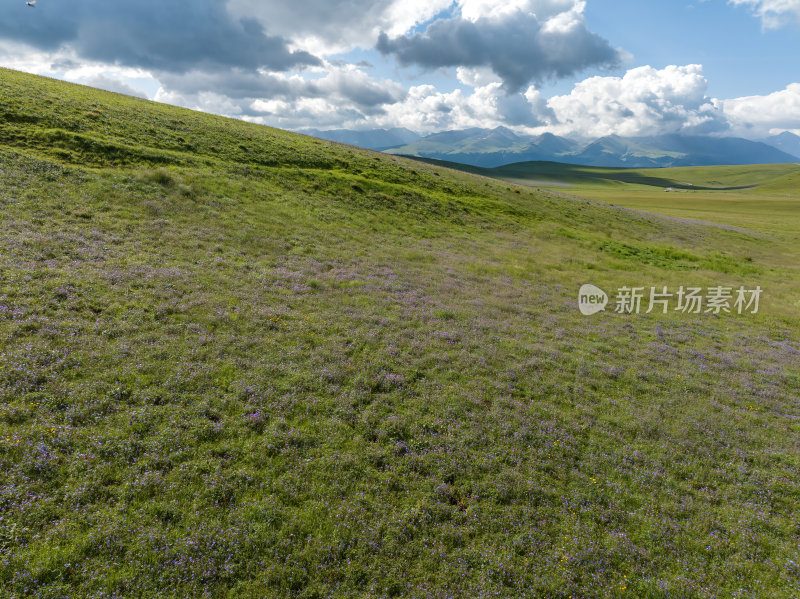 新疆北疆伊犁喀纳峻大草原鲜花台高空航拍