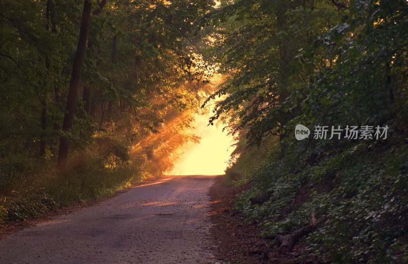 大自然森林树木旅行徒步野营