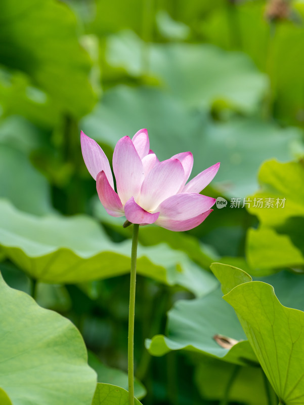 夏天荷花特写