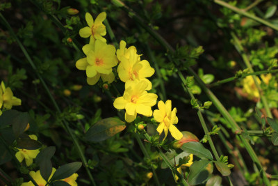 春天迎春花小黄花盛开