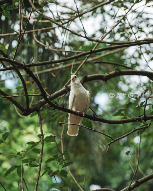 鸽子栖息在树枝上的特写镜头