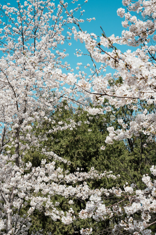 北京玉渊潭公园樱花节樱花树樱花