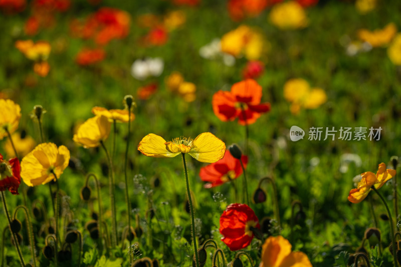 春天莫奈花园花海虞美人