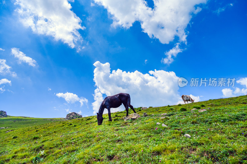 夏季蓝天白云绿色高山草甸牧场牛吃草