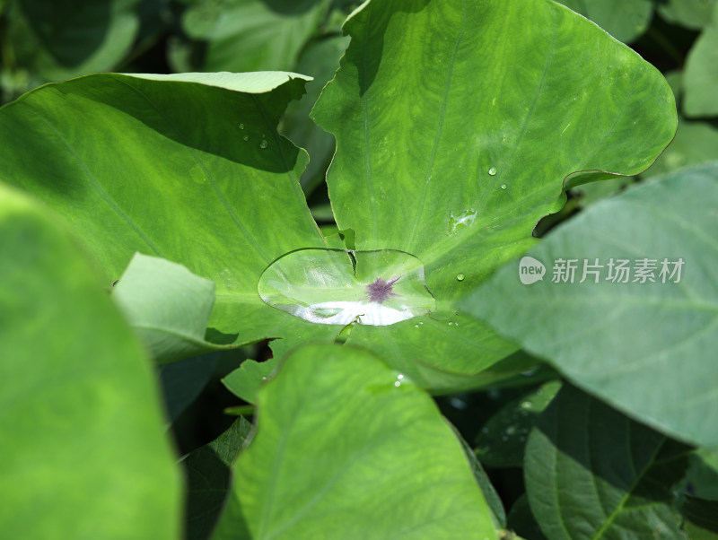 春天绿色的植物叶子树叶和水滴雨滴