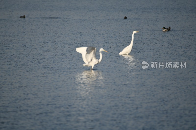 水中野生白鹭