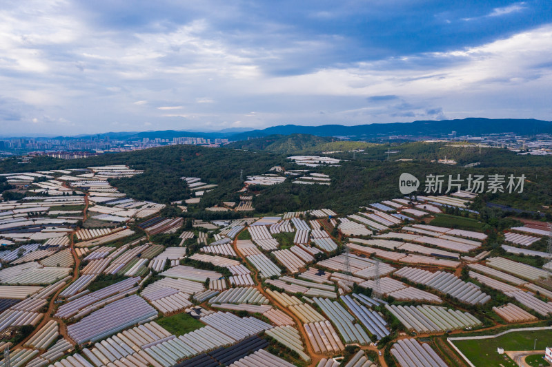 蔬菜大棚种植基地