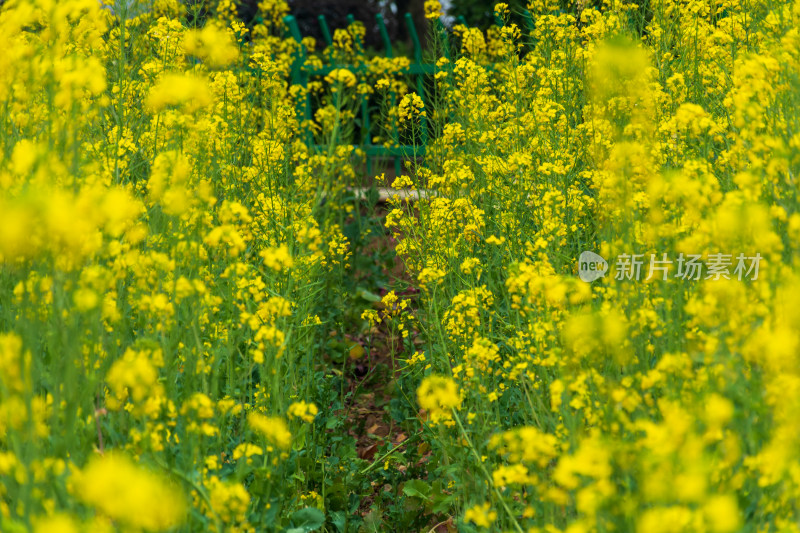 盛开的黄色油菜花田