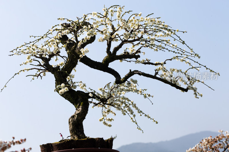 典雅的梅花盆景梅花盛开