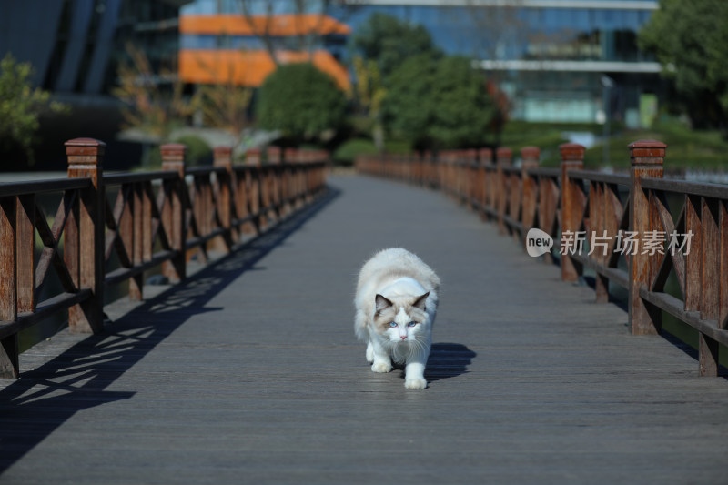 在栈道上行走的猫