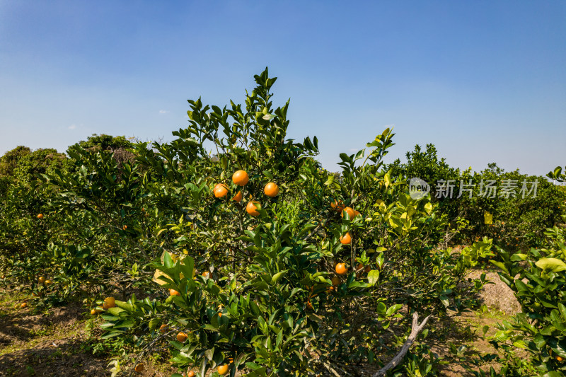 湛江红江农场廉江红橙种植园