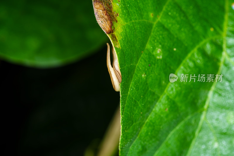 带水珠绿叶上的细长陆生纽虫