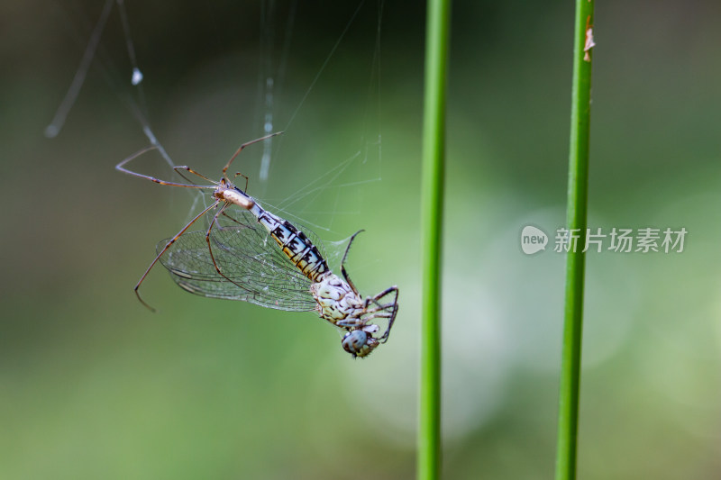 蜘蛛捕食蜻蜓微距生态