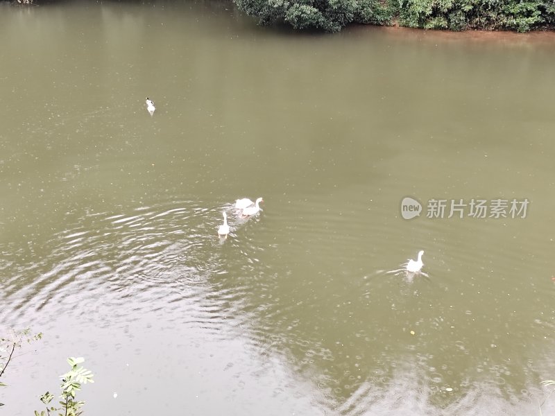 水面上几只白鹅悠闲游动的场景