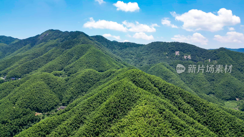 衡山竹林