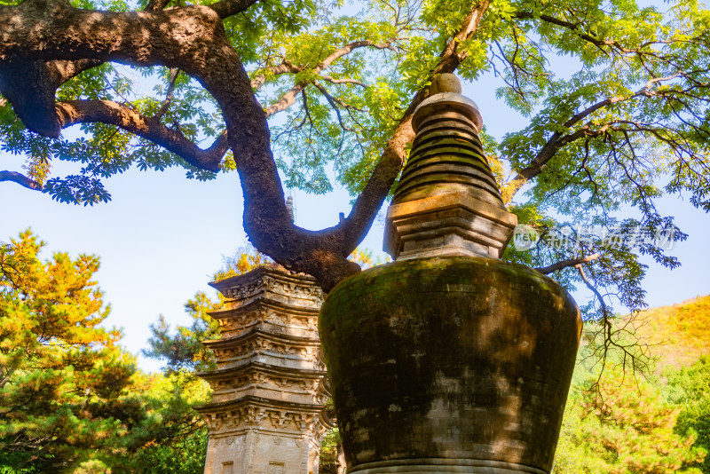 潭柘寺塔林