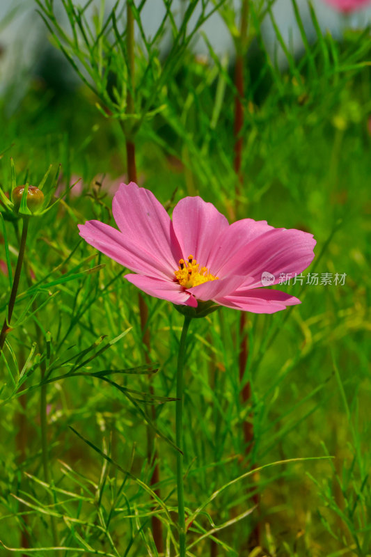 单朵粉色格桑花特写