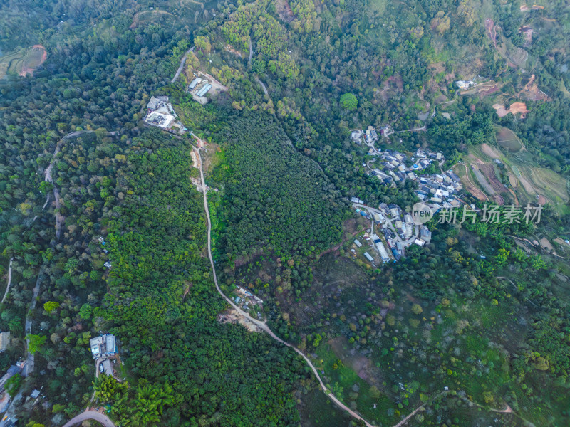 航拍被森林环绕的景迈山村庄全景