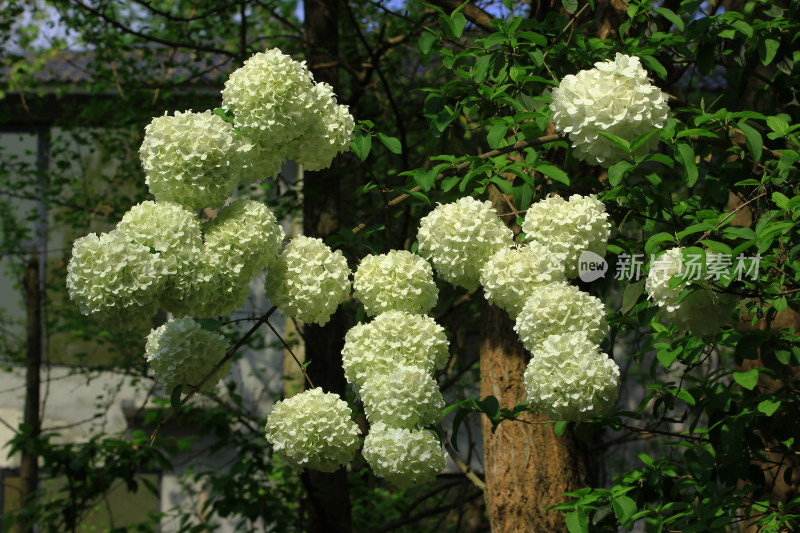 绣球花球素材