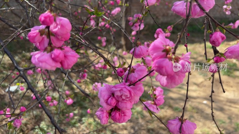 春季开放粉色桃花