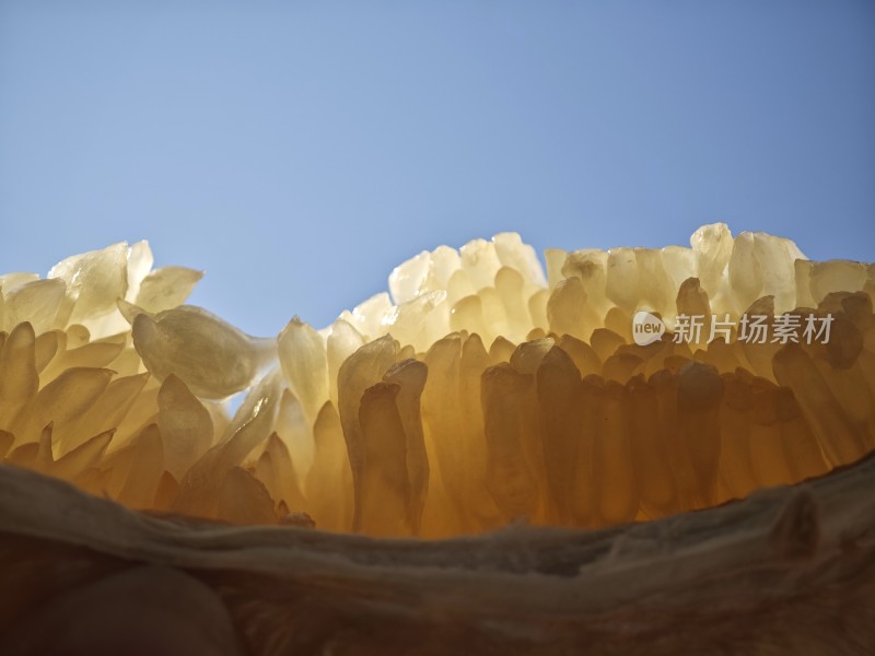 近景特写柚子果肉的饱满多汁