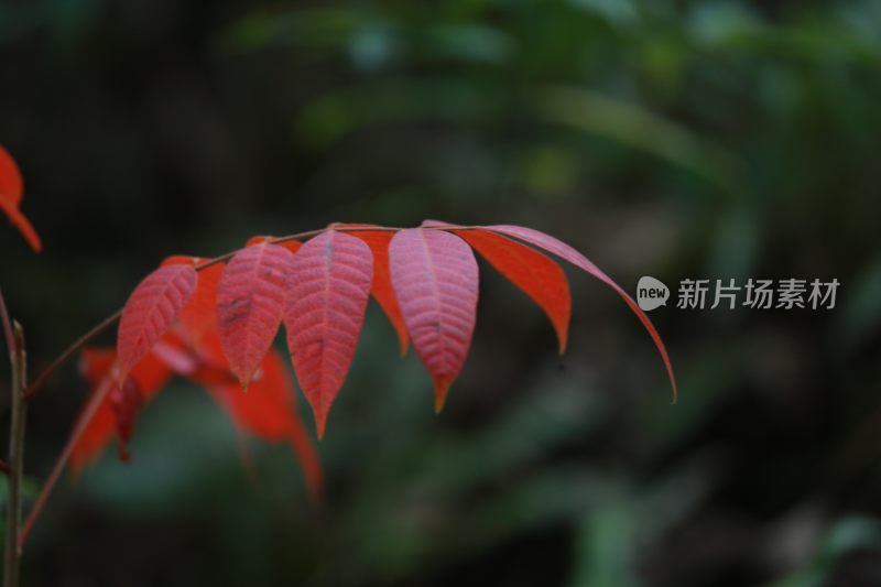 福建省泉州市德化县乡村植物特写