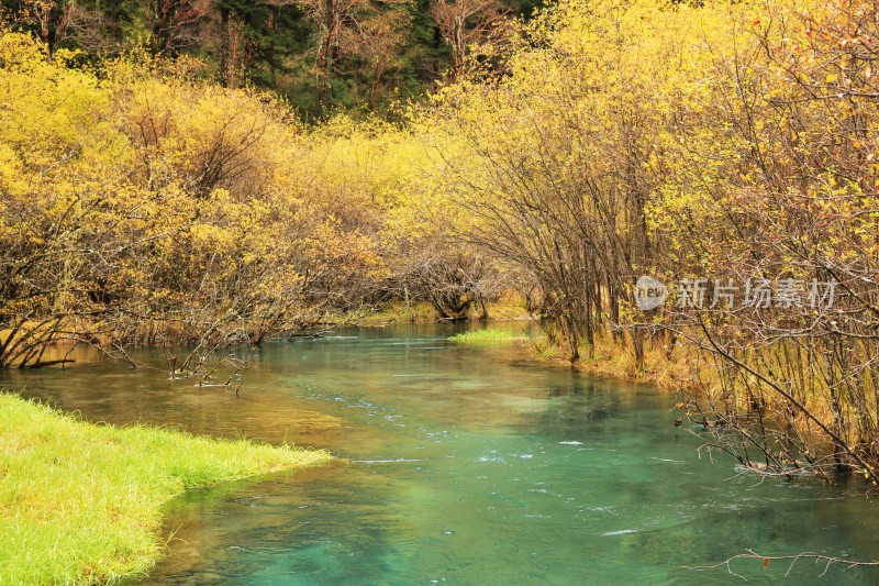 秋天九寨沟的水与草