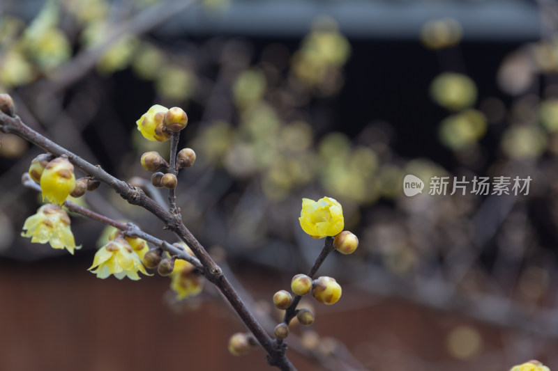 腊梅花枝特写展现初春生机