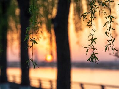 春天垂柳枝条发芽夕阳公园背景