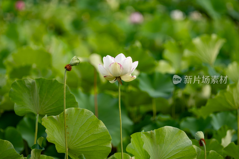 夏天荷花盛开特写