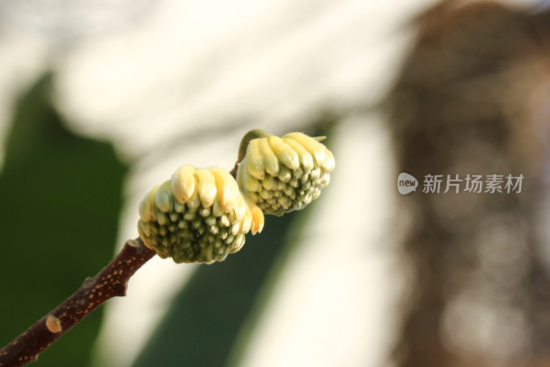 结香花花朵实拍素材