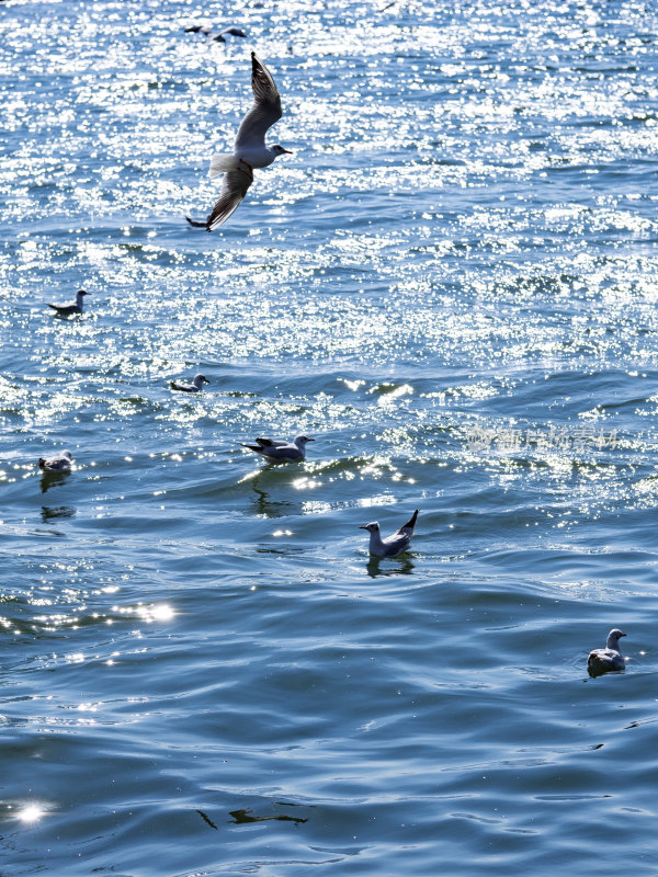 昆明滇池海面上海鸥飞过 蔚蓝滇池 红嘴鸥