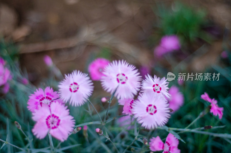 粉色石竹花特写