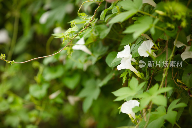 藤蔓植物牵牛花开放出漂亮的花朵