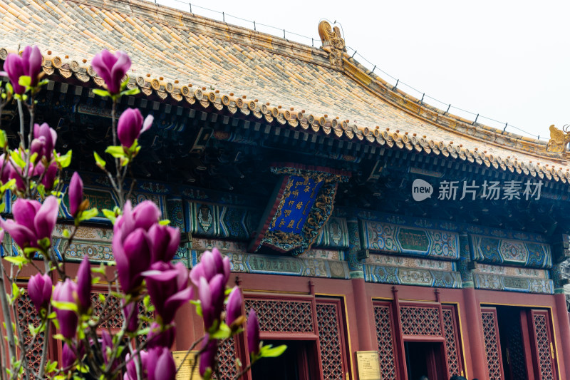 北京雍和宫永佑殿旁的玉兰花开了-DSC_8418