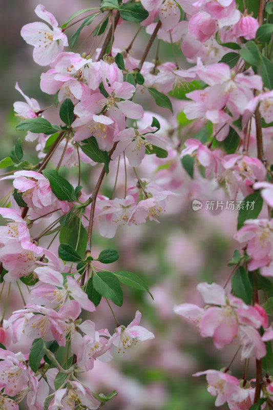 北京元大都春天的海棠花溪