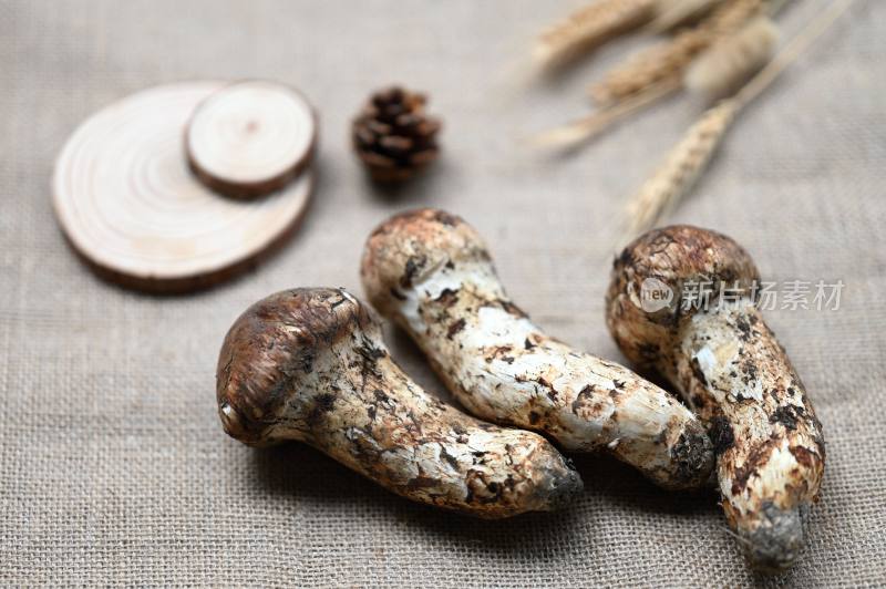 甘孜州野生松茸