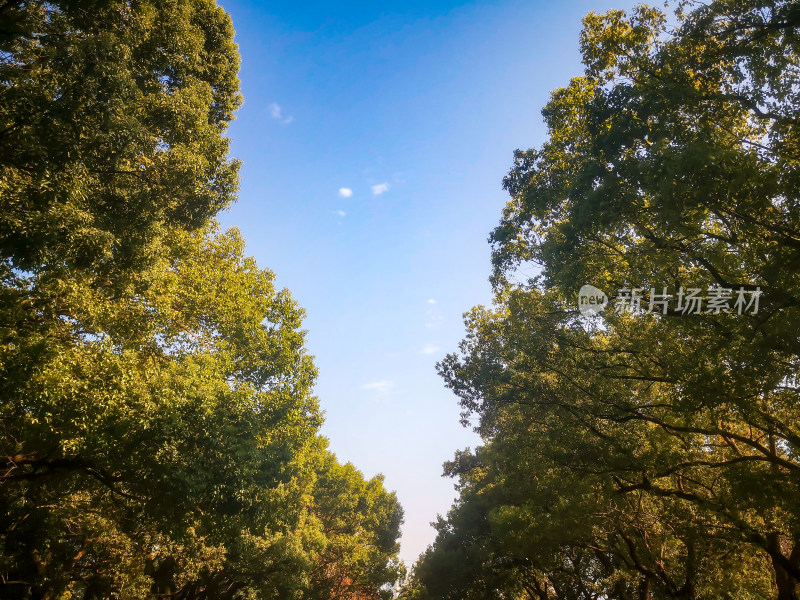 花草树木蓝天白云自然风光摄影图