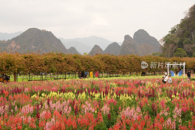 花丛中设景观，远处有山的多彩花田